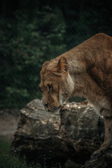 Obraz premium lion cub in the wild