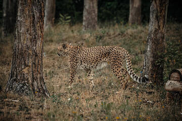 cheetah on the grass