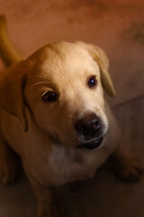 LABRADOR RETRIEVER PUPPY LOOKING FOR THE TREAT 