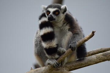 Lemur on a branch