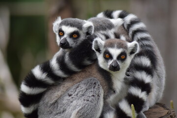 Two Ring Tailed Lemurs © Alexander