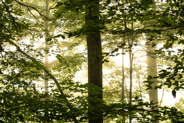Early morning light in the forest