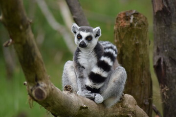 Lemur Cuddles Their Own Tail