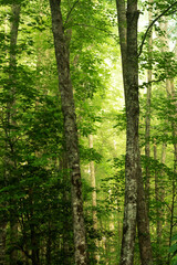 Fototapeta na wymiar morning in the forest, North Carolina