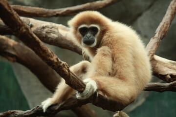 Gibbon Affe im Kölner Zoo in Deutschland