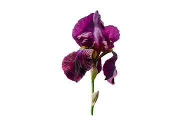 purple iris  flower isolated on white background