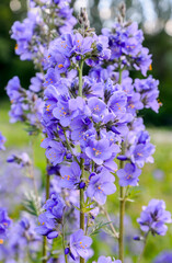 blue bellflowers in the garden