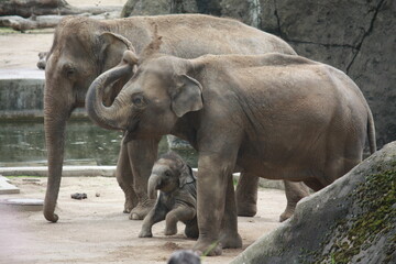 Elefantenpaar mit Kind im Kölner Zoo in Deutschland