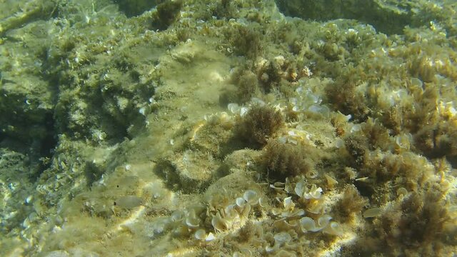 Underwater sea urchins in clear water Sardinia. Italy
