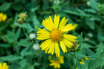 beautiful Golden crownbeard flower