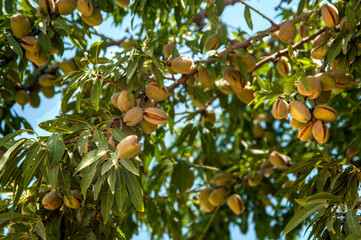 Almond tree  with ripe fruits. 