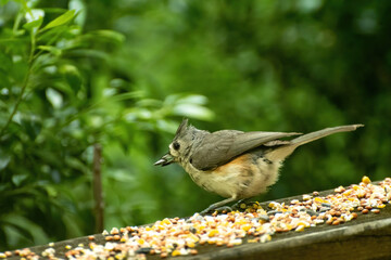 Nuthatch