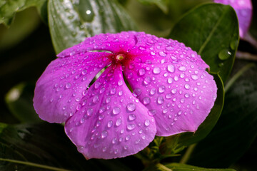 Water Droplets on Madagascar Periwinkle Flower with Selective Focus, Perfect for Wallpaper
