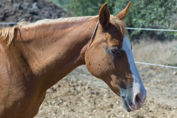 Brown horse with white blaze in a sandy field has a lot of flies on the head, neck and around the eyes. Warm summer landscape. Side view