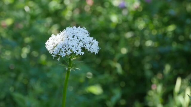 white flowers blooming valerian close up, herbal plant