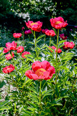 pink peony flowers in the garden