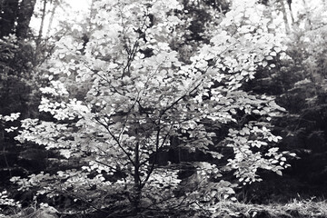 View of a fresh mountain deciduous forest in spring in the Carpathian mountains.