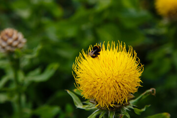 Yellow flower of centaurea macrocephala. The bee collects nectar on flowers centaurea macrocephala.