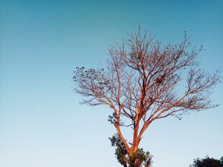 A dry tree against a background of bright dark blue sky, rice farming in Asia
