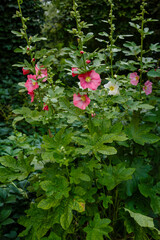 Blossom of malva in natural background. Malva Sylvestris. Blooming musk mallow (Malva alcea, cut-leaved mallow, vervain mallow or hollyhock mallow) in summer