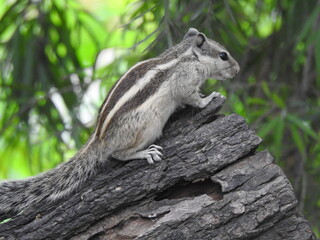 A Squirrel in the nature
