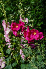 Blossom of malva in natural background. Malva Sylvestris. Blooming musk mallow (Malva alcea, cut-leaved mallow, vervain mallow or hollyhock mallow) in summer