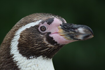 Happy Penguin