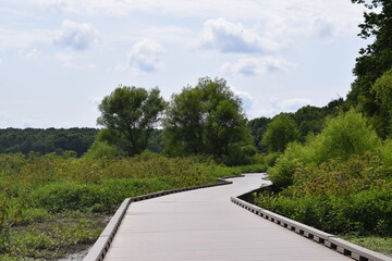 A boardwalk leading into some wetlands