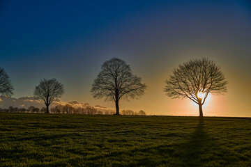 Fototapeta premium Baum am Abend