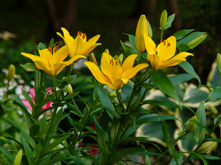 Yellow Lily flowers in the garden