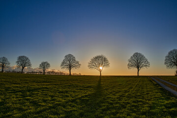 Fototapeta premium Baum am Abend