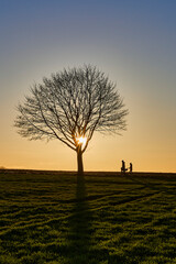 Baum am Abend © AxG
