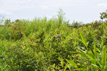 A pink flower in the middle of a marsh