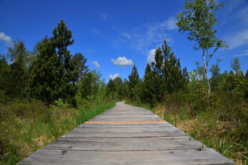 Der Bohlenweg im Murnauer Moos