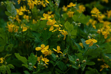 Yellow flowers of celandine Chelidonium in natural background. Medicinal plant in garden