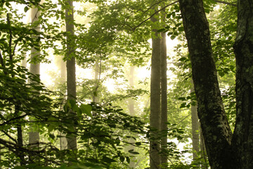 Trees in the morning mist