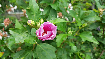 한국 국가의 꽃 무궁화 Korean national flower rose of sharon