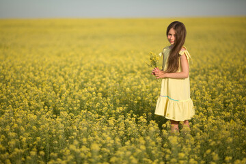 Fototapeta premium teenage girl in a yellow dress picks flowers in a yellow field in summer