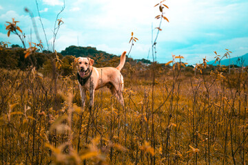Perro feliz