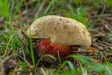 mushroom in the grass