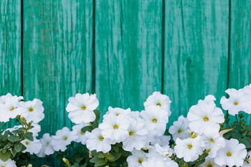 White Petunia. Many white flowers grow on the background of vertical boards painted in green.