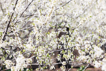 Blooming plum tree. The branches are covered with white flowers.