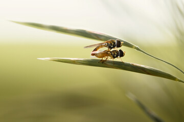 insects on leaf