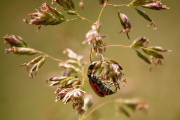 insect on flower in meadow