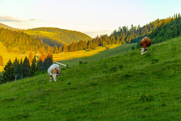 cows grazing in the meadow