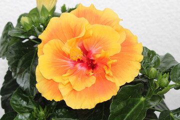 Hibiskus © Martina