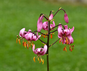 Türkenbund-Lilie, lilium martagon, Turk's-cap lily © JRG