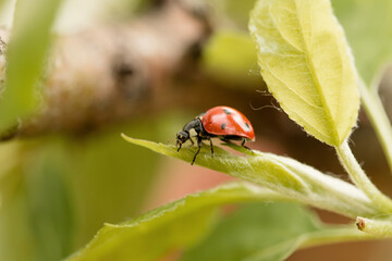 ladybug on a leaf