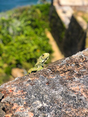 iguana verde escalando muro antiguo 