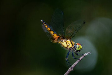Thin winged dragonfly catching dry trunk, rain forest in Udon Thani, Thailand